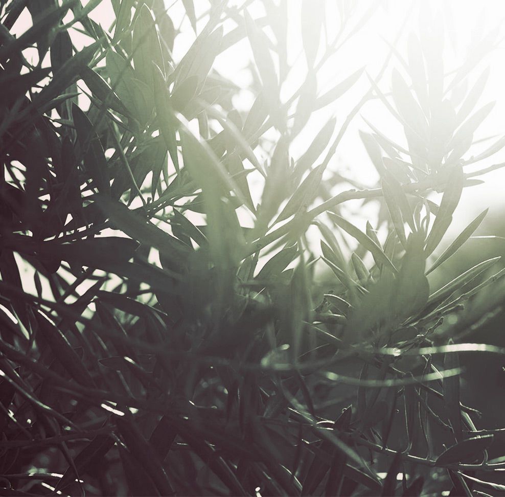 Olivenbaum Detail