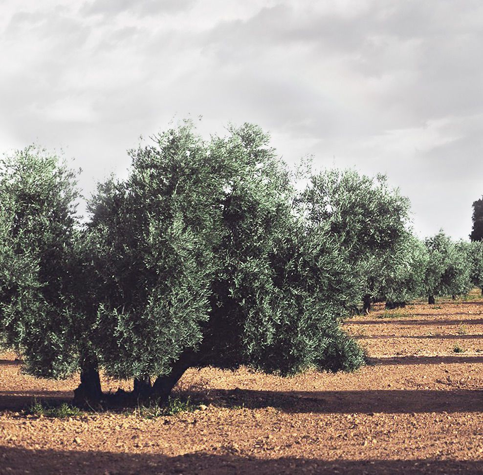 Olivenbaum